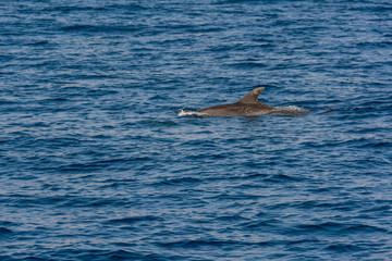 Fototapeta premium Dolphins swimming in waste blue ocean - spectacular experience of encountering sea animals.
