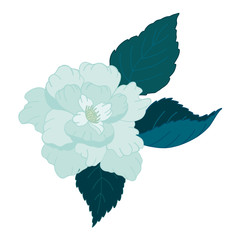 Isolated flowers and leaves on white background