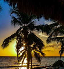 Fototapeta na wymiar Palm Tree Sunset