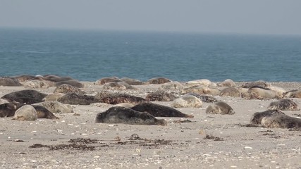 grey seals lying on coast in germany 