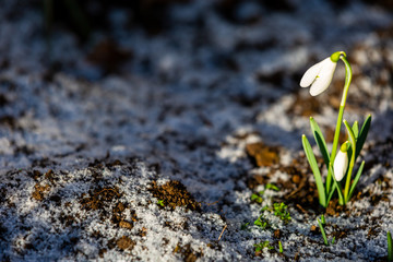 Snowdrop flowers (Galanthus nivalis)
