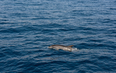 Dolphin comming to the surface of sea to breath and look around.