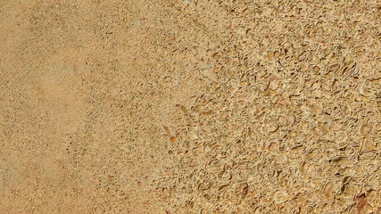 Polished limestone slab with various shell marks