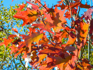 autumn, leaves, fall, leaf, tree, nature, maple, red, orange, yellow, season, sky, branch, forest, foliage, colorful, color, plant, blue, bright, oak, beauty, abstract, green, seasonal