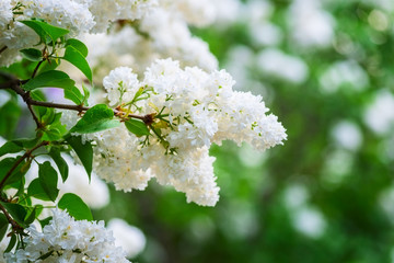 Blossoming of lilac white flowers in a spring garden, natural seasonal floral background with copyspace