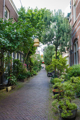 Cozy residential quarter decorated with green plants in Haarlem, the Netherlands