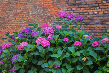 Flowers on brick wall background