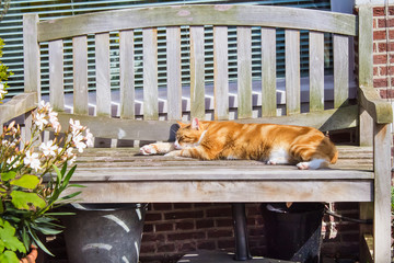 Sleeping cat on a wooden bench