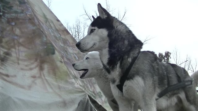 Two beautiful husky dogs look into the distance - background tent - trees - clear sky