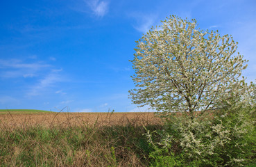 Blue sky and flowering bushes. Spring background.