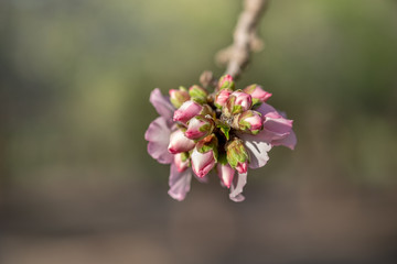 Close-up photo of pink white almond tree flowers and buds