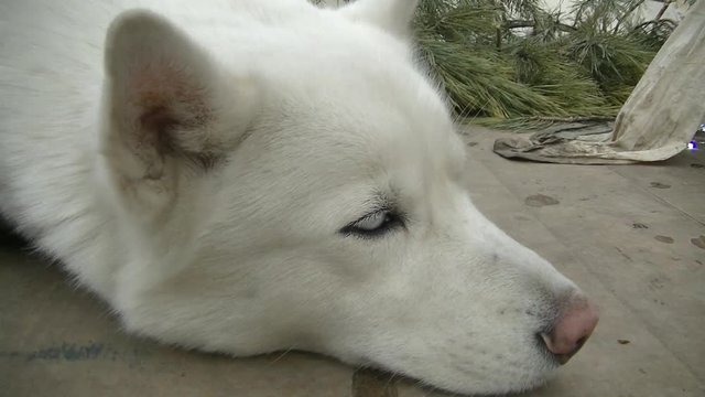 White dog Husky lies resting - head close - glass eyes - pink nose