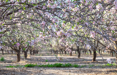 beautiful grove of pink white blooming almond trees