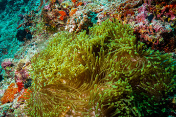 Obraz na płótnie Canvas Anemone coral and fish at the Maldives