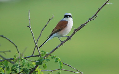 Red-backed shrike on branch