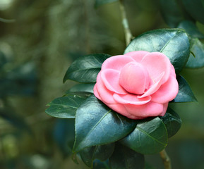 camellia