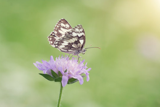 Schachbrett Schmetterling © Petra Fischer