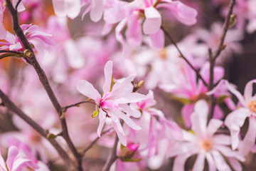 Fototapeta na wymiar Blossoming pink flower background, natural wallpaper. Flowering rare magnolia stellata branch in spring garden, macro image with copyspace and beautiful bokeh