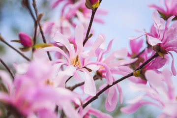 Fototapeta premium Blossoming pink flower background, natural wallpaper. Flowering rare magnolia stellata branch in spring garden, macro image with copyspace and beautiful bokeh
