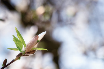 Blossoming of magnolia kobus white flowers in a spring garden, natural seasonal floral background with copyspace