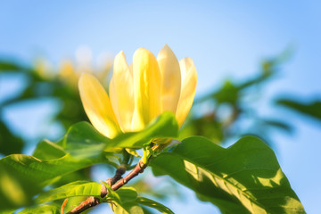 Blossoming yellow flower background, natural wallpaper. Flowering magnolia brooklynensis Yellow...