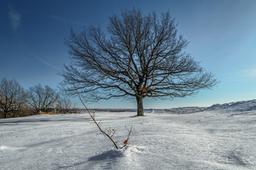 Beautiful winter landscape with a tree