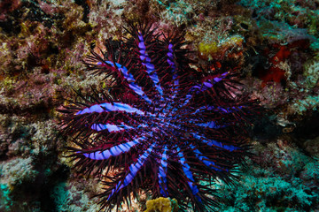 Fototapeta na wymiar Crown of thorns starfish at the Maldives