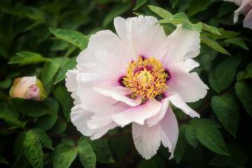 Blossoming light pink peony flowers in the garden, natural seasonal floral background suitable for wallpaper or cover