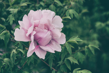 Blossoming pink peony flowers in the garden, vintage image, natural seasonal floral background suitable for wallpaper or cover © larauhryn