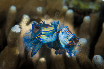 Mandarinfish Synchiropus splendidus