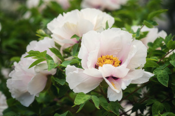 Blossoming white peony flowers in the garden, natural seasonal floral background suitable for wallpaper or cover