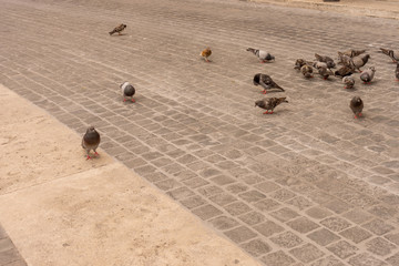 Fototapeta na wymiar Italy, Rome, Vatican City, a flock of birds sitting on top of a sandy beach