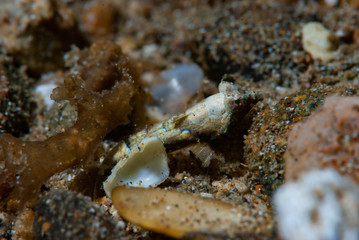 Bartel's dragonet Neosynchiropus bartelsi