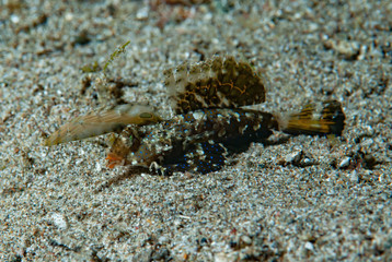 Orange-Black Dragonet Dactylopus kuiteri