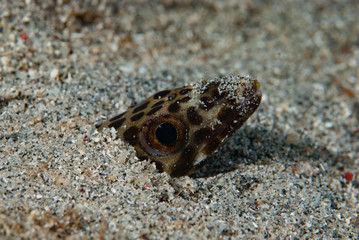 Barred Sand Conger Poeciloconger fasciatus