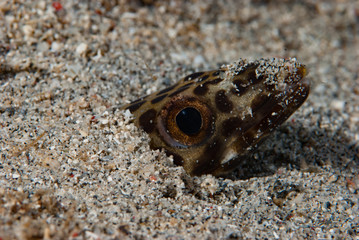 Barred Sand Conger Poeciloconger fasciatus