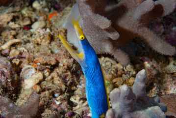 Blue ribbon eel rhinomuraena quaesita