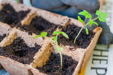 Urban gardening with tomato plants