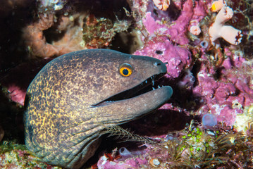 Giant Mooray Gymnothorax javanicus