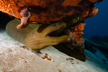 Green Moray Gymnothorax funebris