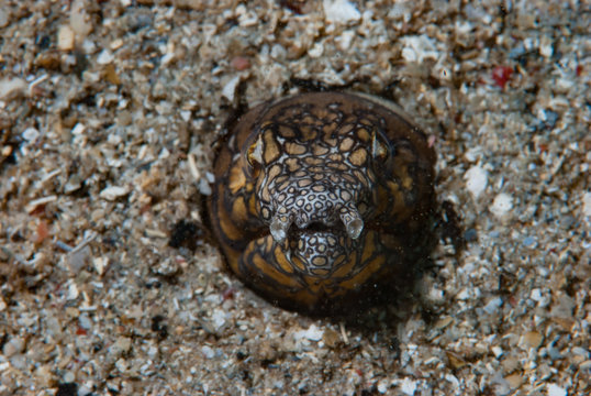 Napoleon Snake Eel Ophichthus Bonaparti