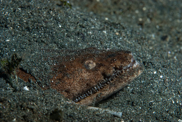 Stargazer Snake Eel Brachysomophis cirrocheilos