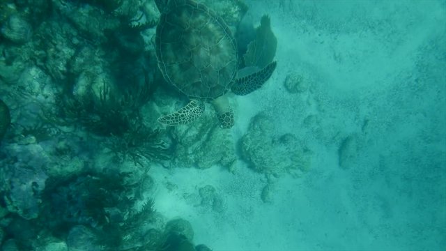 Sea turtle swimming in the coral reefs of the caribbean sea, Riviera Maya