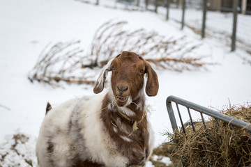 Spotted Boer Goat eating hay in the snow