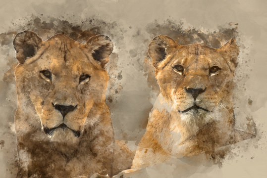 Beautiful watercolour painting of Barbary Atlas Lion Panthera Leo Leo