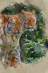 Watercolour painting of Bengal tiger panthera tigris tigris