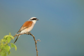Red-backed shrike on branch