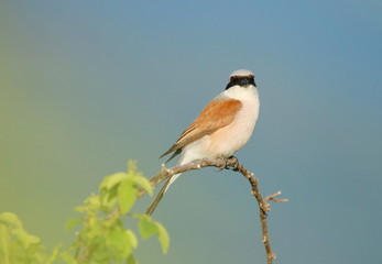Red-backed shrike on branch
