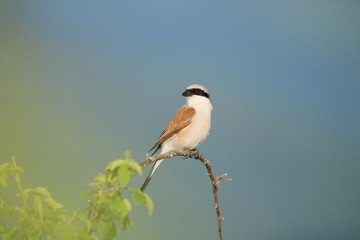 Red-backed shrike on branch