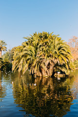 Obraz premium Beautiful park lake and lush palm trees in parc de la Ciutadella, Barcelona, Spain